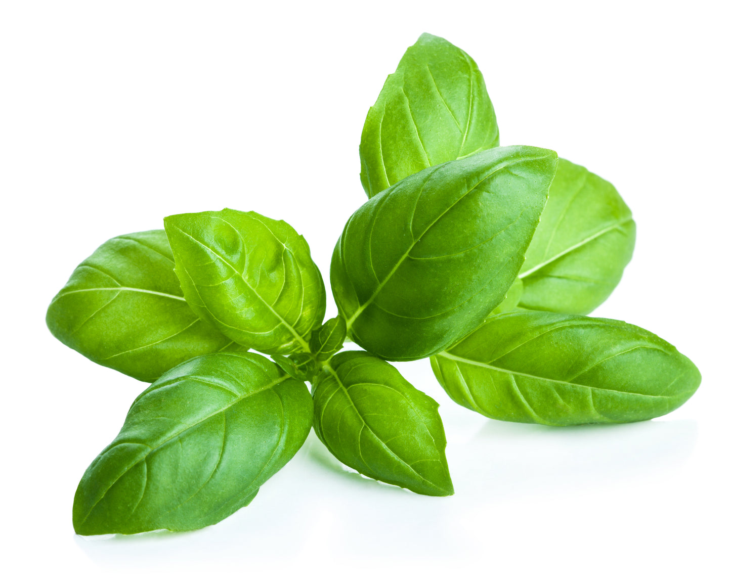 Basil whole leaf 1.5#